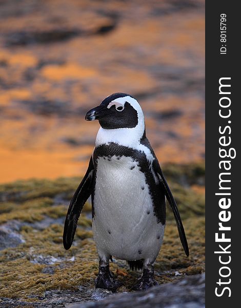 The African Penguin