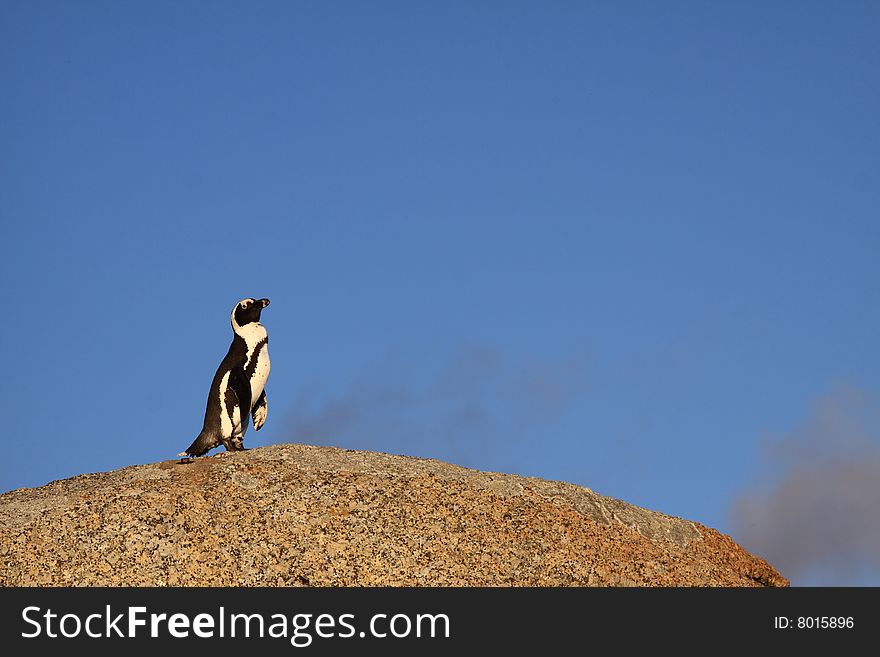 Penguin looking out for sharks at boulders beach South Africa. Penguin looking out for sharks at boulders beach South Africa