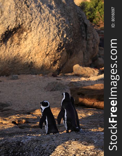 Three penguins walking down to the water at boulders beach South Africa. Three penguins walking down to the water at boulders beach South Africa