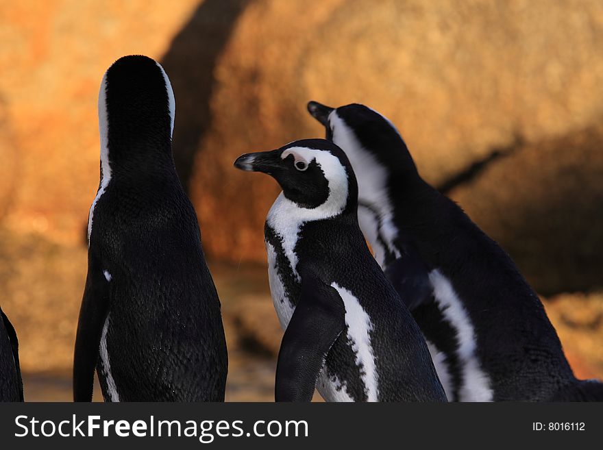 Penguins watching each others backs. Penguins watching each others backs