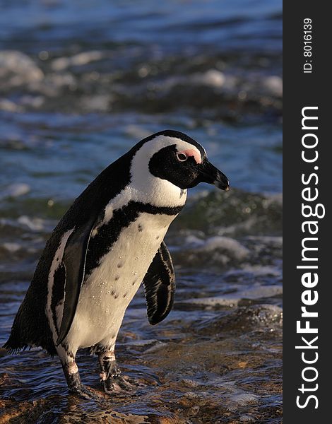 African Penguin returning from fishing at Boulders Beach South Africa