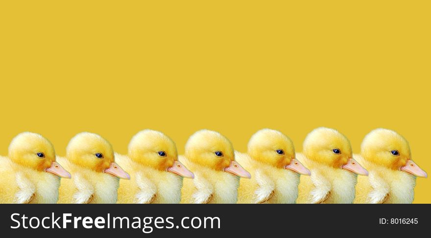 Shot of some Easter chicks on a yellow background