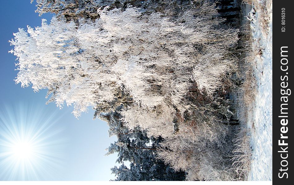 The rime-leaved trees in the Czech Republic. The rime-leaved trees in the Czech Republic