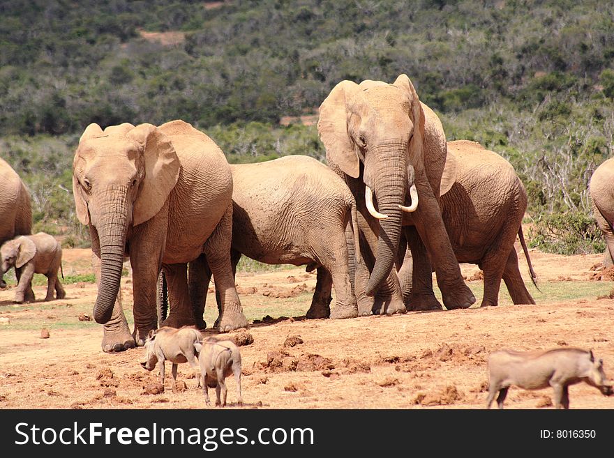 A few elephants with a few warthogs around a dried up waterhole. A few elephants with a few warthogs around a dried up waterhole