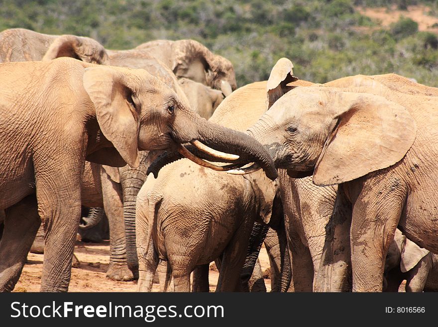 Two bull elephants being social with their trunks while the rest of the herd drinks from a waterhole. Two bull elephants being social with their trunks while the rest of the herd drinks from a waterhole