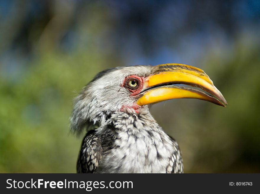 Southern yellow-billed hornbills bird