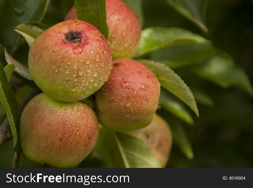 Ripe apples on a tree. Ripe apples on a tree