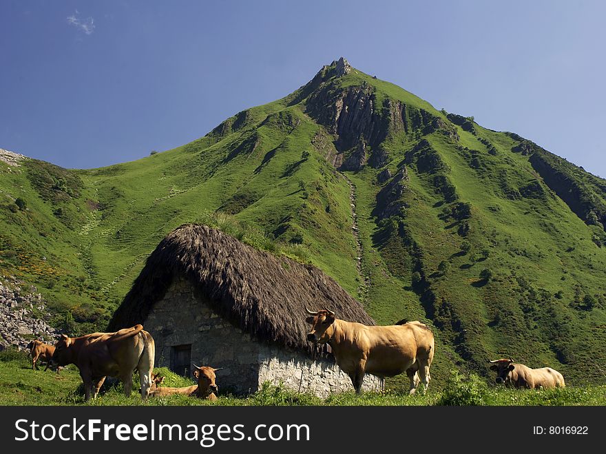 In these cabins they spend the cattle dealers the summer season with its cows, in these rich mountain grass. In these cabins they spend the cattle dealers the summer season with its cows, in these rich mountain grass.