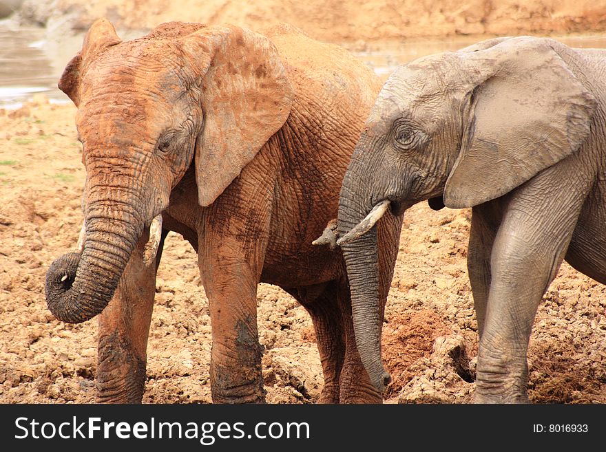 Two elephants different in colour, the one very muddy and brown and the other its in normal appearance. Two elephants different in colour, the one very muddy and brown and the other its in normal appearance