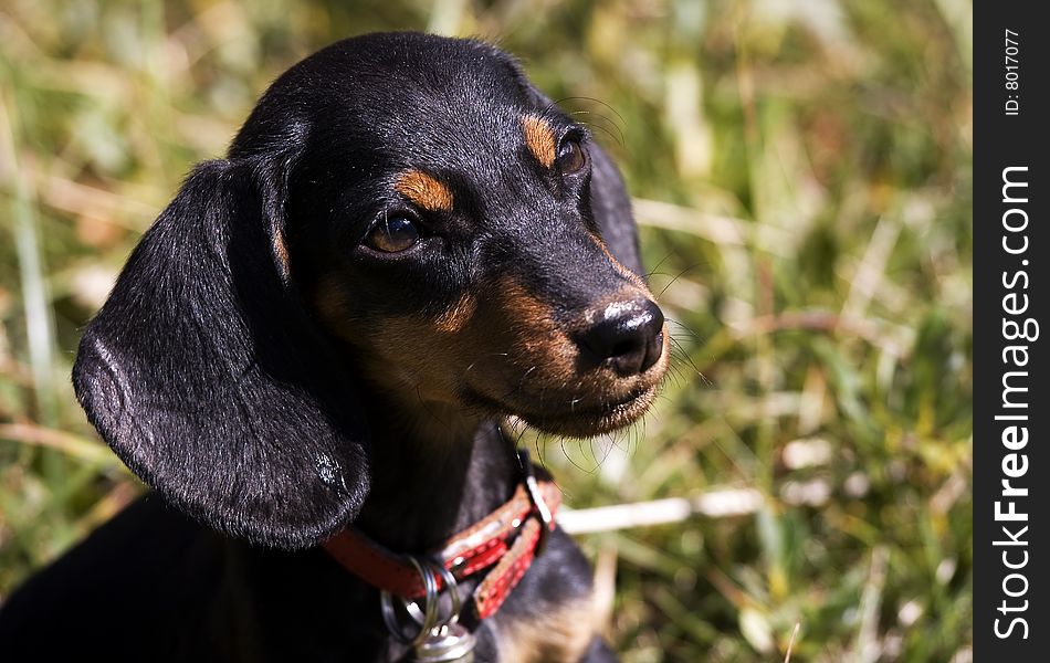 Puppy dog black and brown. Puppy dog black and brown