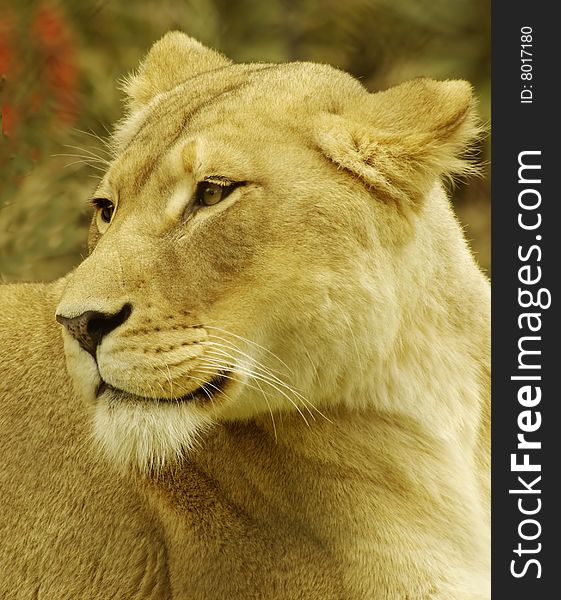 A Lioness looking over her shoulder.