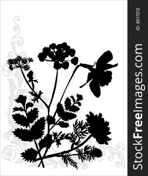 Illustration with black flower decoration on white. Illustration with black flower decoration on white