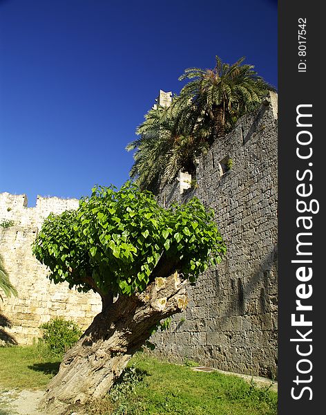 The tree on the  background of old town wall. Rhodes, Greece