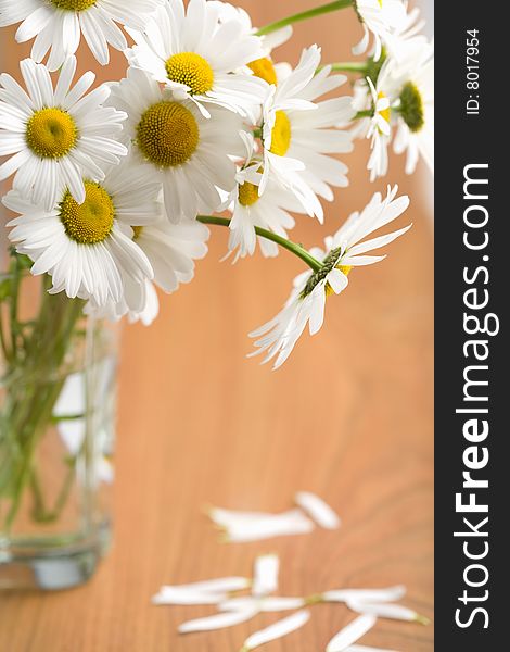 Bouquet of beautiful white camomiles. Bouquet of beautiful white camomiles