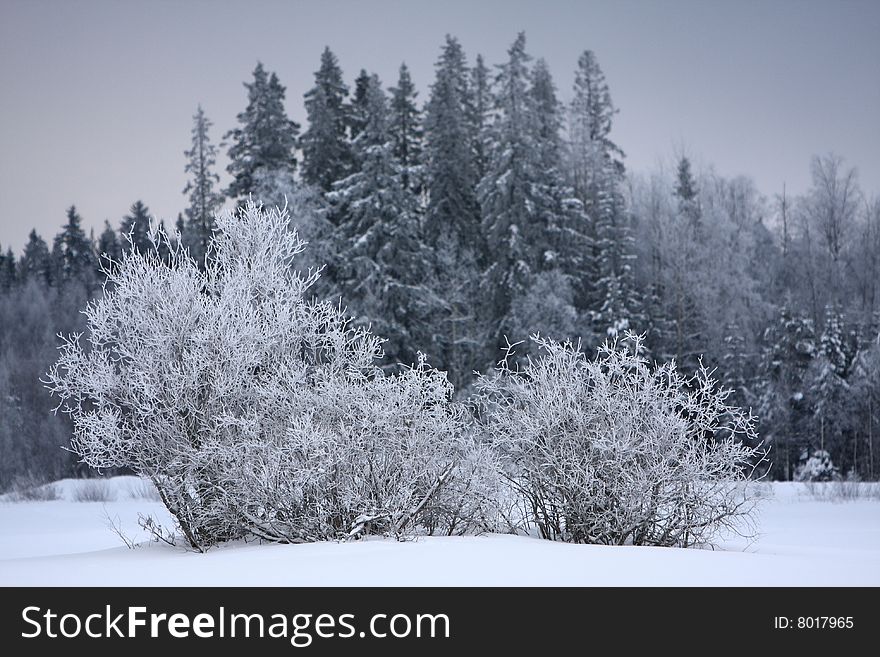 Bushes covered with frost in winter, Finland. Bushes covered with frost in winter, Finland