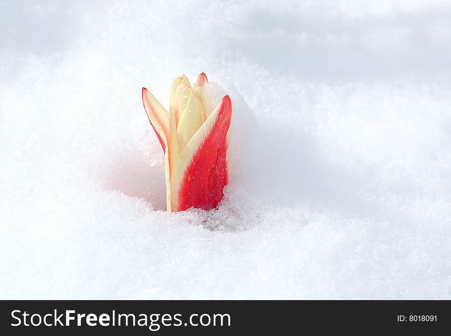 Tulip peeps from the snow, spring is coming. Tulip peeps from the snow, spring is coming