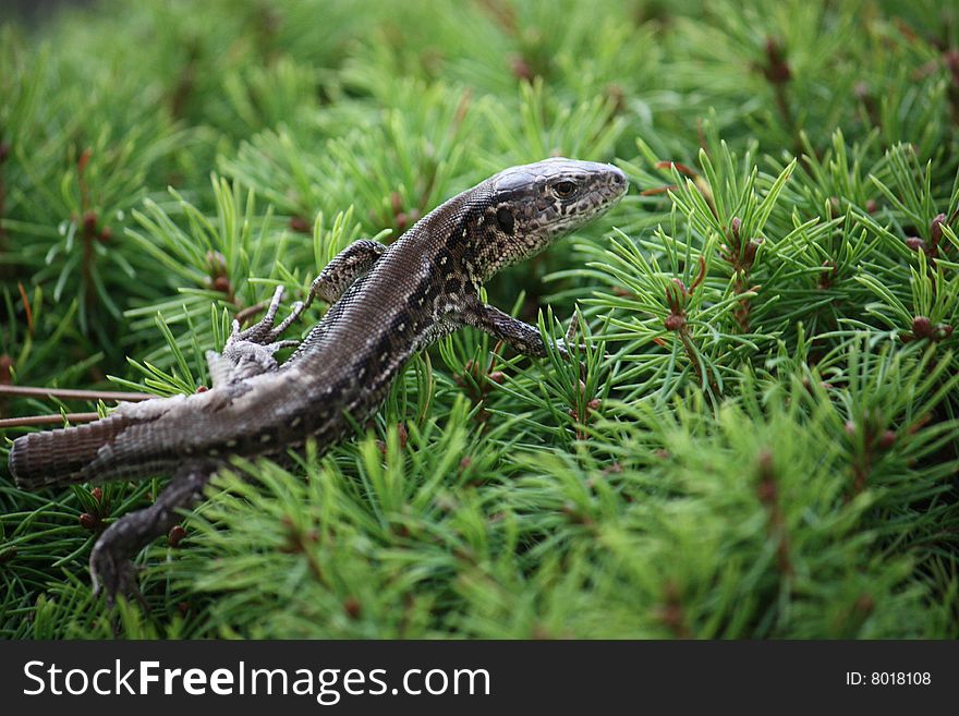 Lizard On The Bush