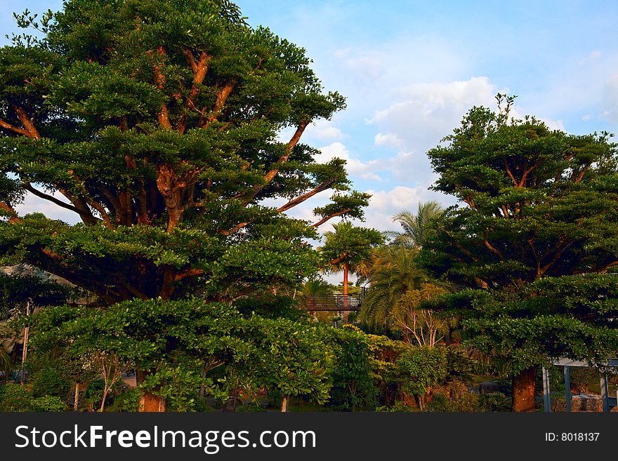 The old tree in the Garden