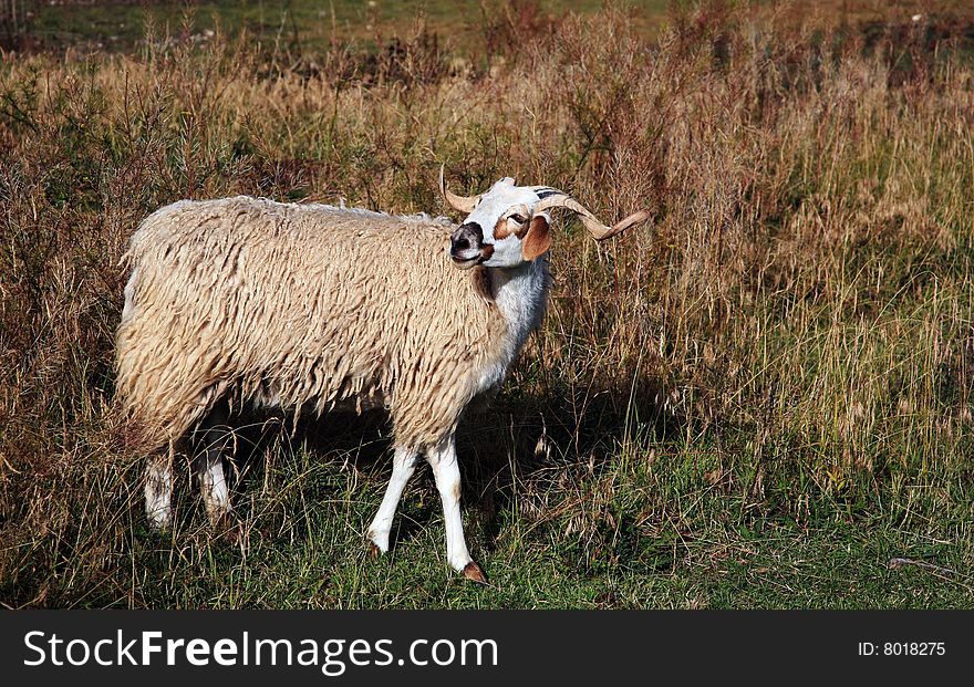 A goat on the meadow