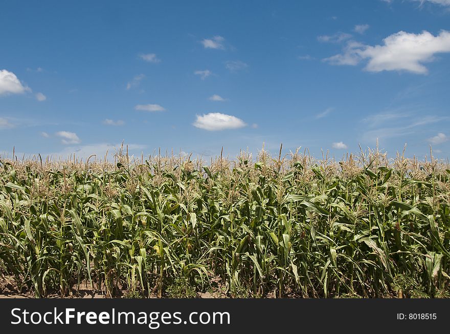 Ripe corn in a field ready for harvest against a blue sky background. Ripe corn in a field ready for harvest against a blue sky background