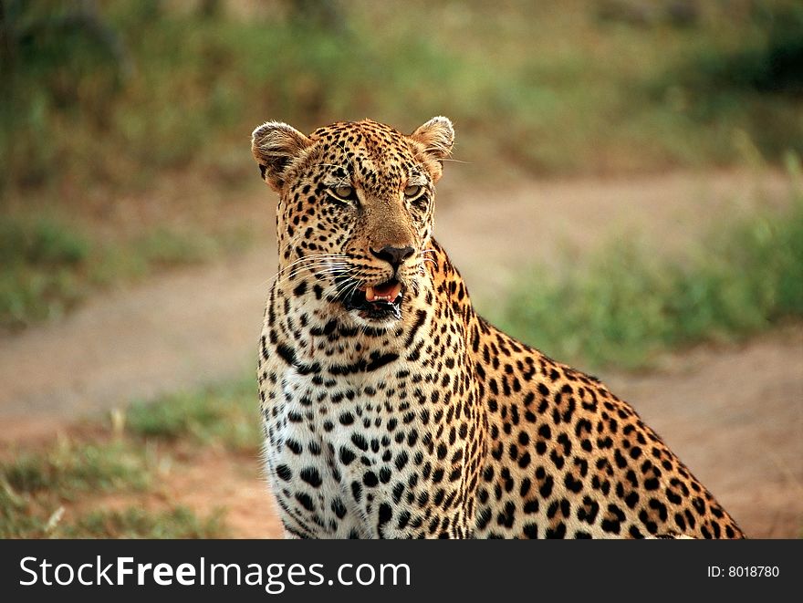 Leopard in the African Bush