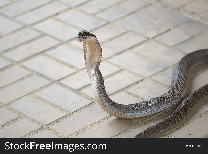 A cobra in striking position