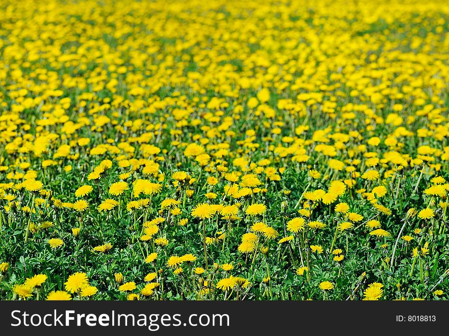 Yellow dandelions on a green field in the beginning of summer. Yellow dandelions on a green field in the beginning of summer