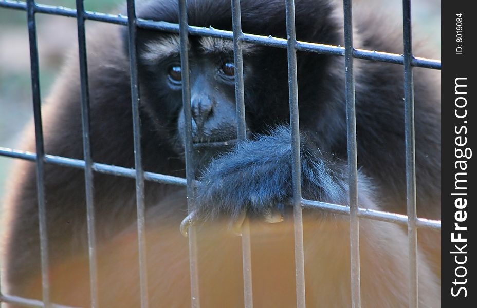 White-browed gibbon is shut in the cage.