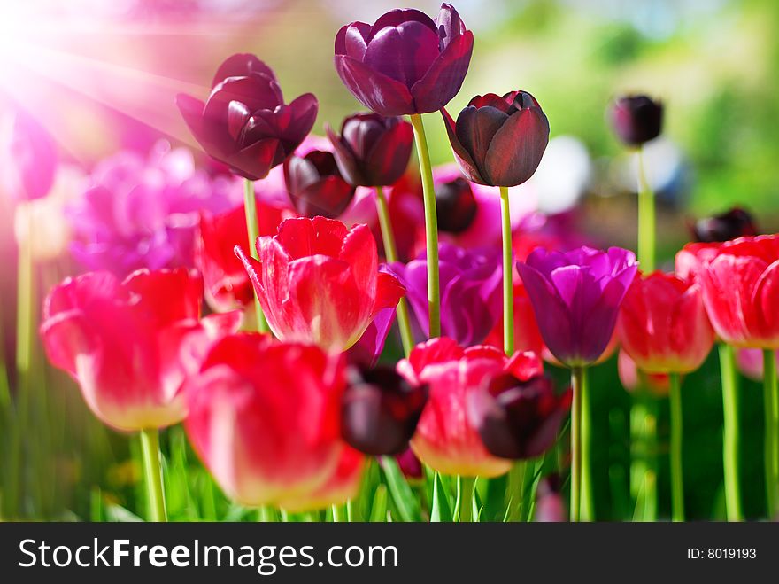 Beautiful spring tulips, different colors. Beautiful spring tulips, different colors