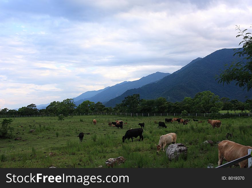 The farm lies in the mountains and there are a lot of cows in the farm