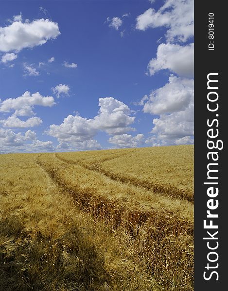 Barley field in summer near Toulouse, south of France