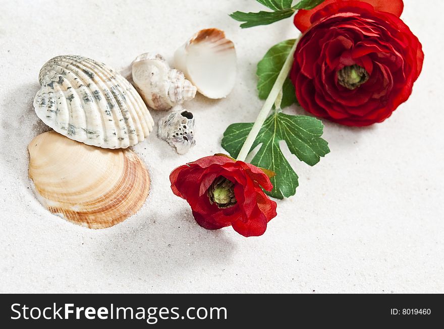 Sea shells and rose on white sand with soft shadows