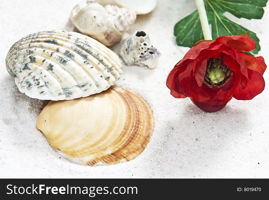 Sea shells and rose on white sand with soft shadows