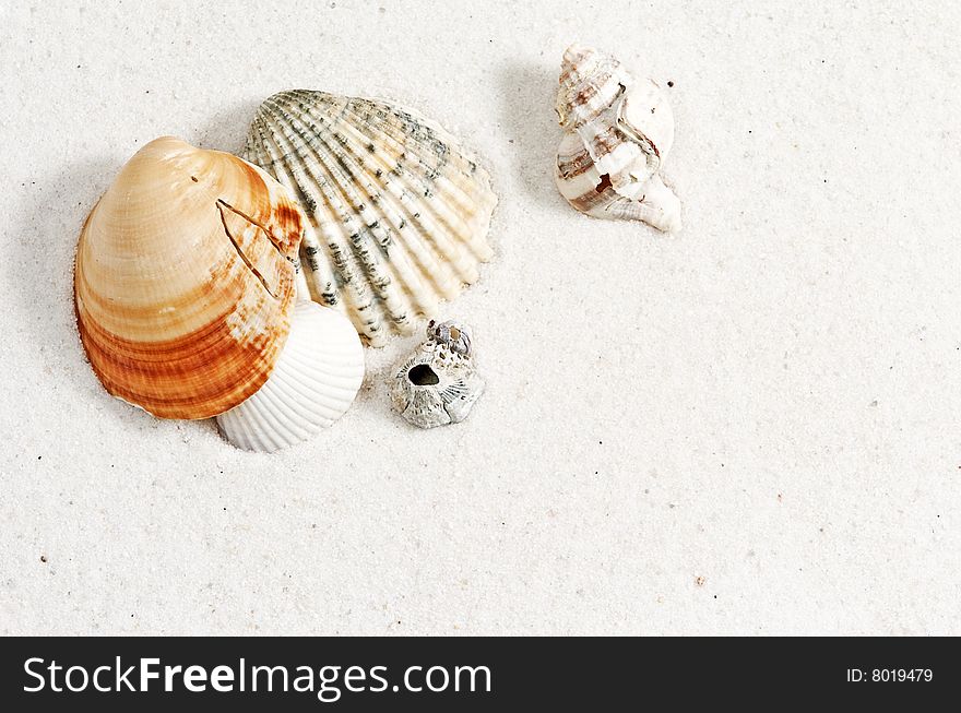 Sea shells on white sand wtih soft shadows
