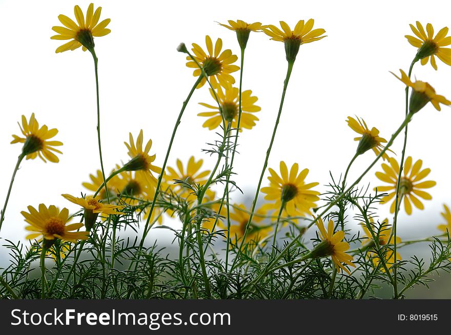 Daisy Flower with white bracground