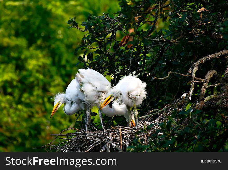 Three young Egret chicks in nest. Three young Egret chicks in nest