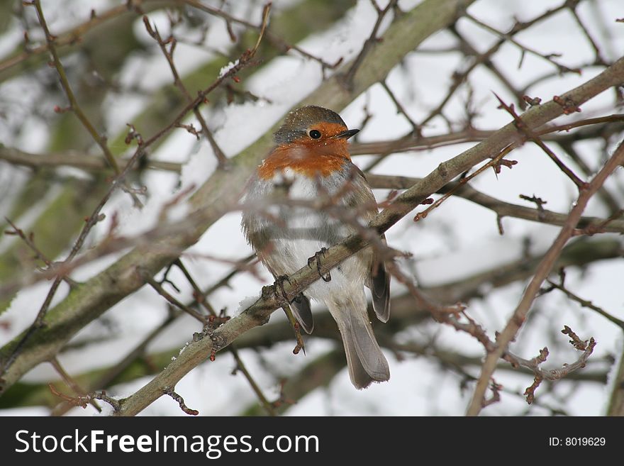 A robin red breast in a tree