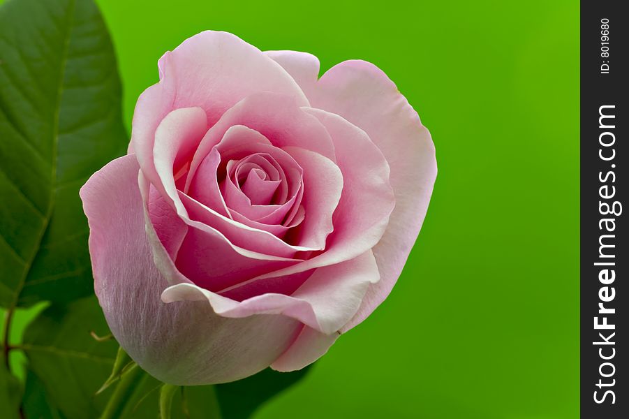 Pink rose on a green background