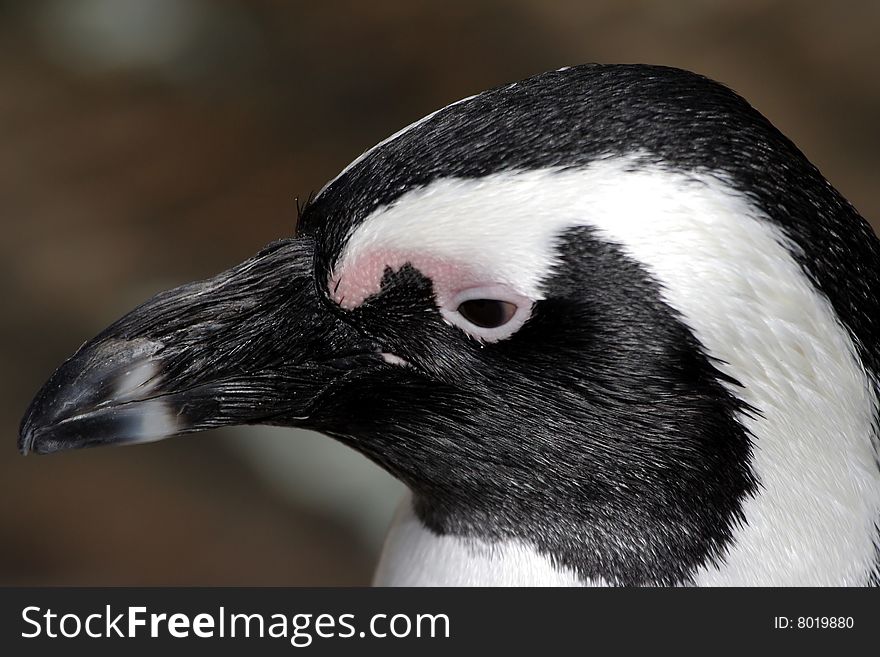 Portrait of adult jackass penguin. Portrait of adult jackass penguin