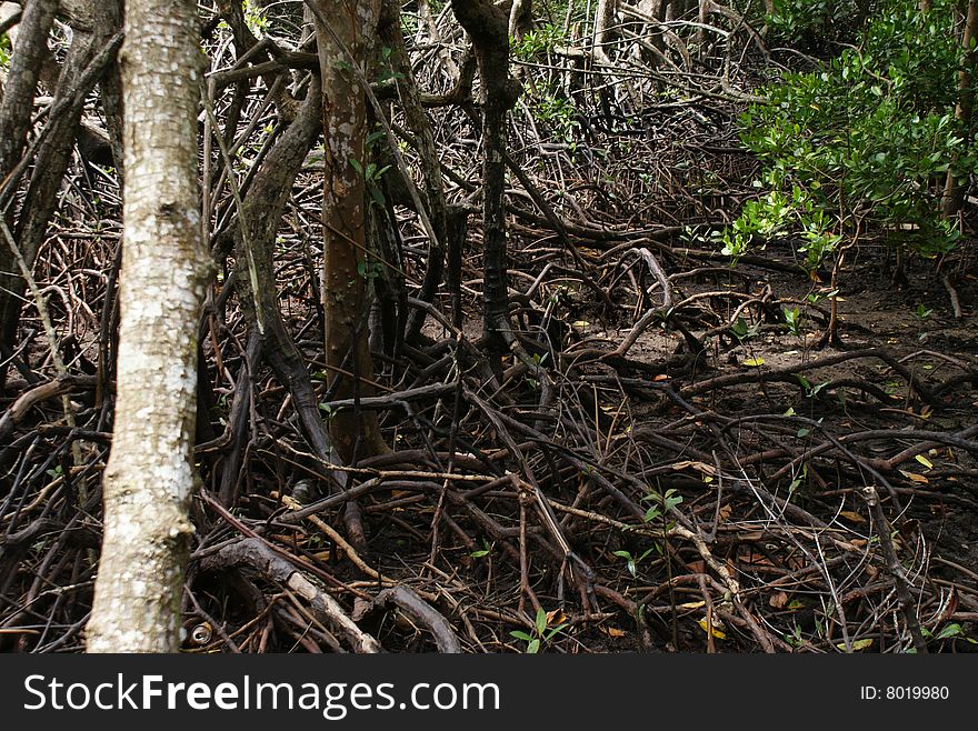 Wetland in Malaysia, Perak, lumut. tropical