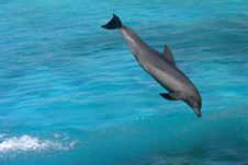 Dolphin Bottlenose Stock Photos Dolphin Bottlenose Stock Photos