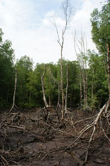 Free Wetland Mangroves Royalty Free Stock Photo - 8020095