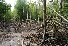 Free Wetland Mangroves Stock Photo - 8020110
