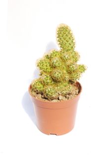 The Cacti In Pot Royalty Free Stock Photography