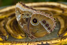 Blue Morpho Butterfly Royalty Free Stock Photo
