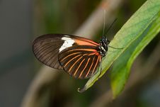 Piano Key Butterfly (Heliconius Melpomene). Stock Photo Piano Key Butterfly (Heliconius Melpomene). Stock Photo