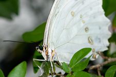 White Morpho Butterfly (Morpho Polyphemus) Stock Photography White Morpho Butterfly (Morpho Polyphemus) Stock Photography