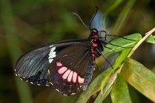 Closeup Butterfly Royalty Free Stock Photography Closeup Butterfly Royalty Free Stock Photography