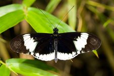 Cydno Longwing Butterfly (Heliconius Sapho) Royalty Free Stock Photos Cydno Longwing Butterfly (Heliconius Sapho) Royalty Free Stock Photos