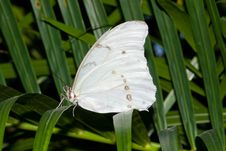 White Morpho Butterfly (Morpho Polyphemus) Royalty Free Stock Photography